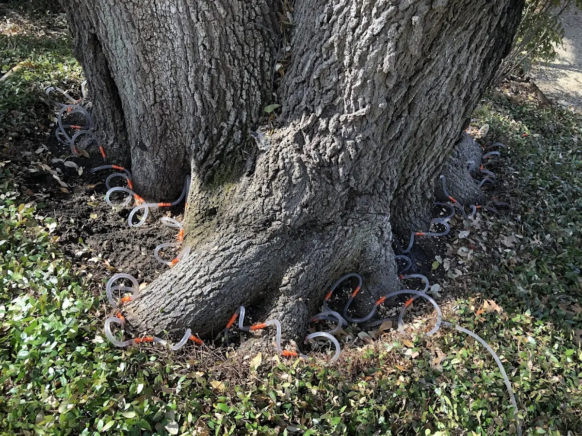 Detailed Tree Cabling and Bracing job site in Windham