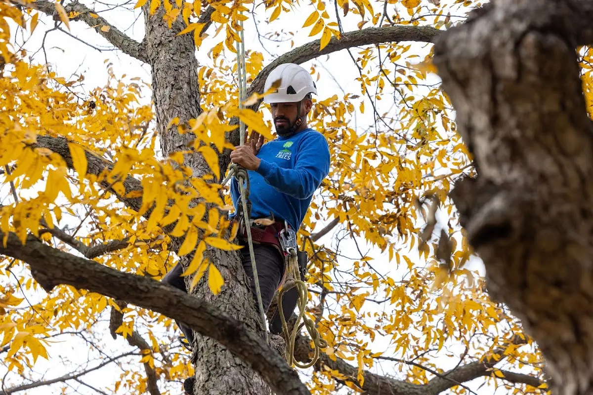 Skilled Tree Transplanting crew working in Windham